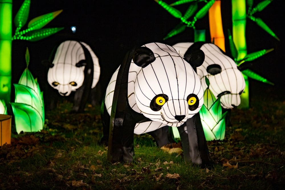 Three panda light displays at the NYC Lantern Festival, one of the best New York City Christmas activities with kids.