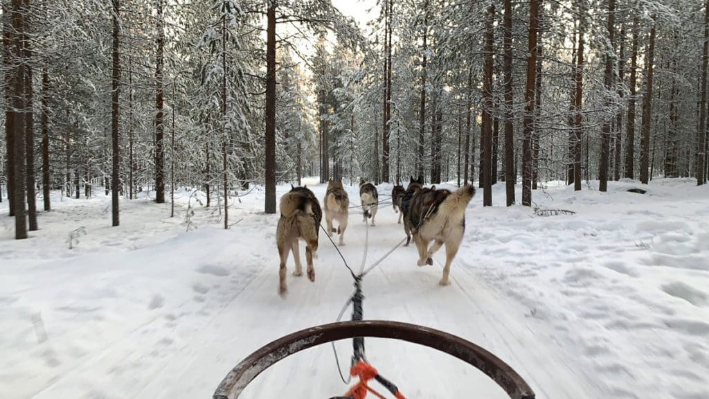 Dogs lead a dogsled into the snowy woods, a must do on our Finnish Lapland itinerary for families.