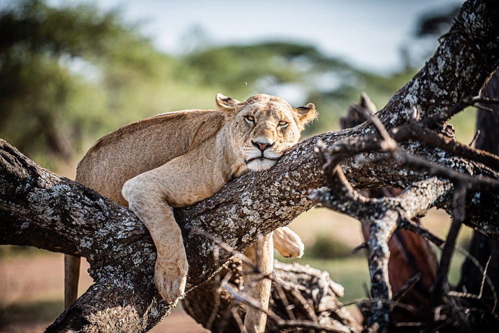A lioness sleeps in a tree within the Serengeti.
