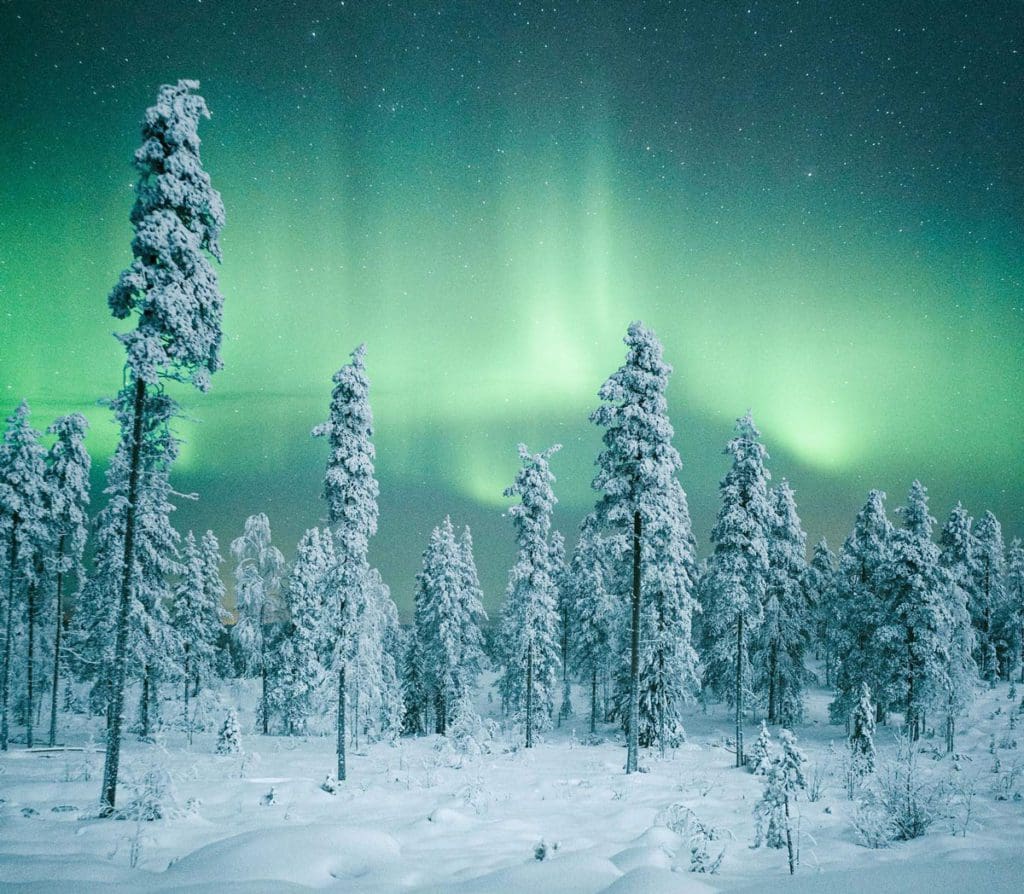 Snow-covered trees sway in the wind, while a brilliant display of the Northern Lights dances in the sky behind them, a must see on our Finnish Lapland itinerary for families.