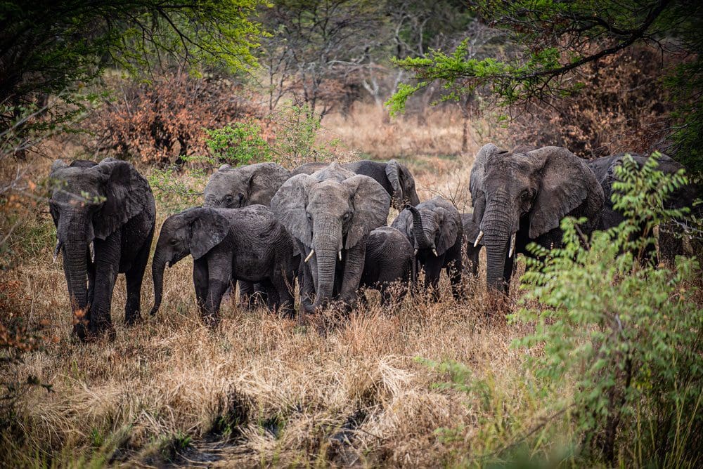 A family of elephants walks through the Western Serengeti, just one of the many animals you may see on this safari Itinerary Tanzania for families.