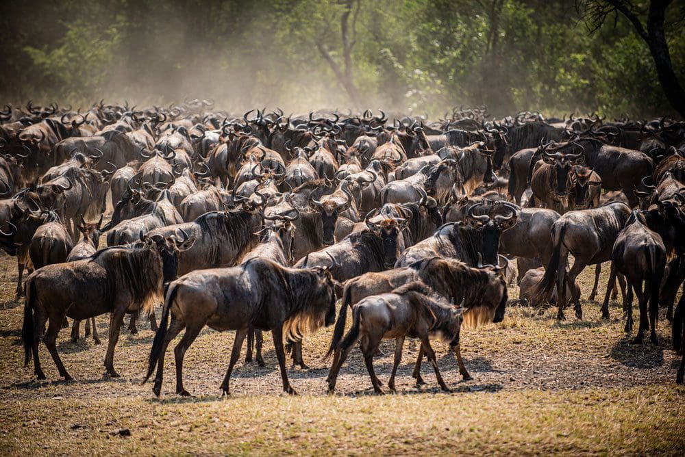 A large group of wildebeest walk along a road in the Western Serengeti, just one of the many animals you may see on this safari Itinerary Tanzania for families.