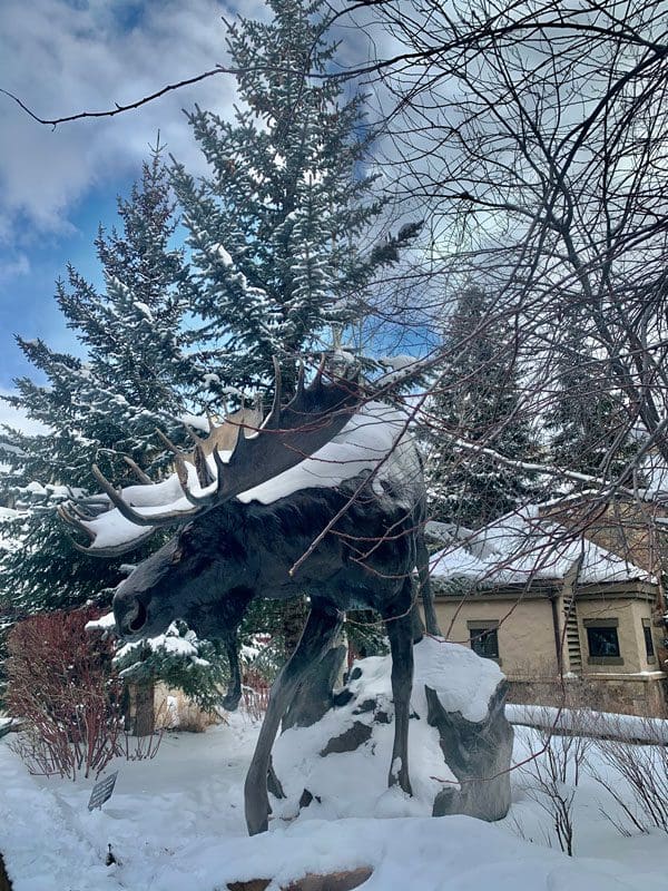 An outdoor moose sculpture, dusted with snow, on a winter day in Vail. in 