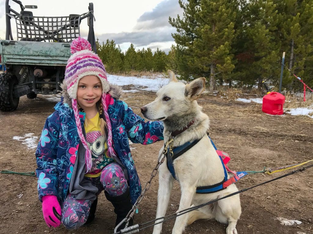 A young girl in winter gear kneels next to a white sled dog, one of the best things to do at YMCA Snow Mountain Ranch for Families.