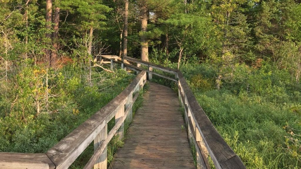 A boardwalk extends into a marshy area, then a wooded area.