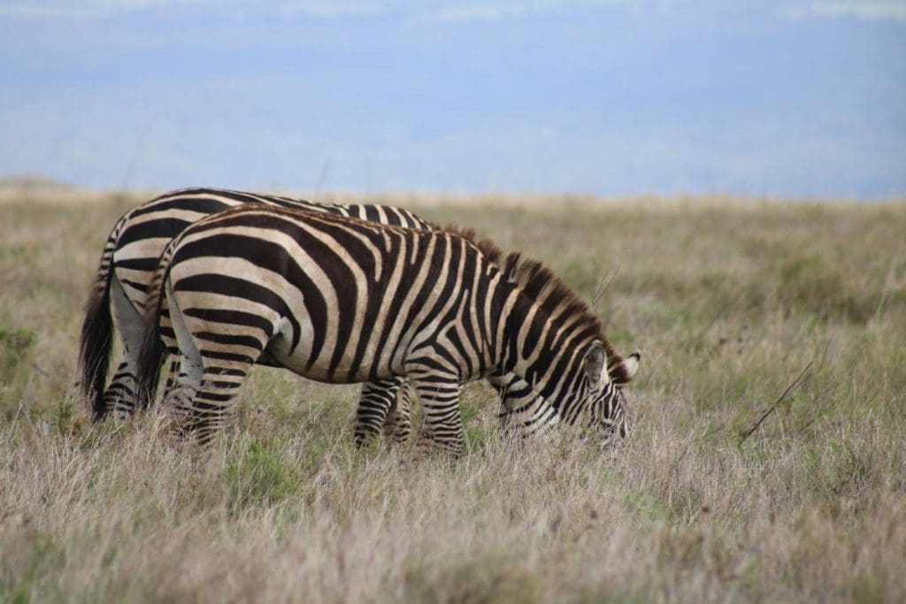 Two zebras in the Kenyan wilderness have their heads down as they munch on long grass, one of the many animals seen on this Kenya Itinerary for Families.