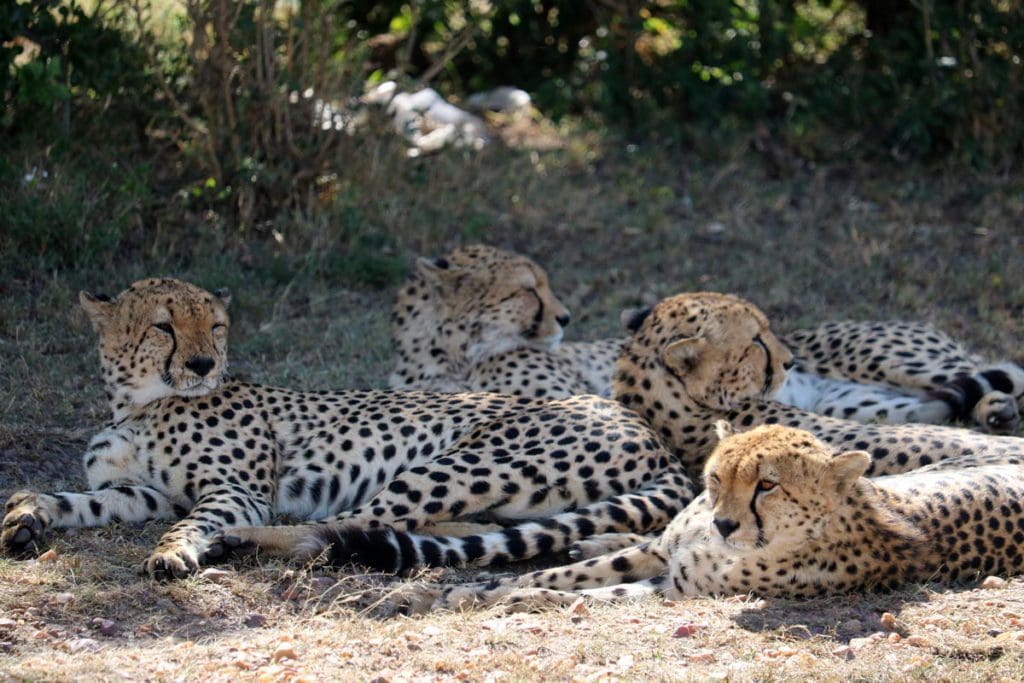 A group of cheetahs sits together in the shade of a tree.