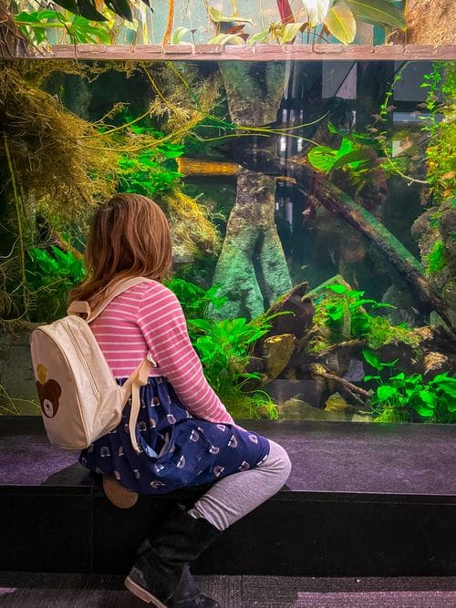 A young girl looks into an aquarium filled with fish at the Shedd Aquarium in Chicago.
