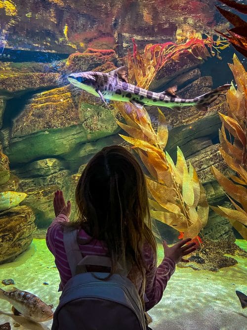 A young girl looks at a shark, while exploring the Shedd Aquarium in Chicago.