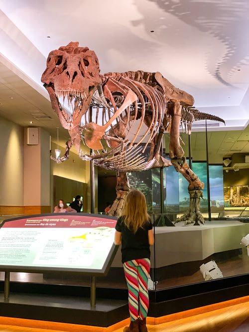 A young girl looks up at Sue, the T-Rex at the Chicago Field Museum.