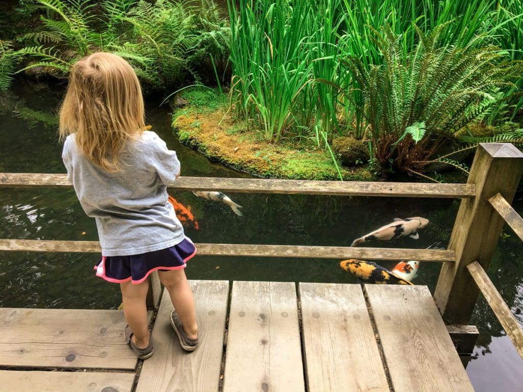 A young girl looks into the coy pond at the Japanese Garden in Portland.