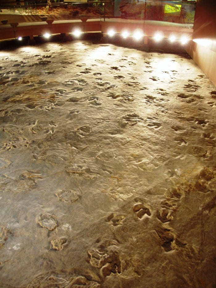 Several dinosaur prints preserved in the mud at Dinosaur State Park.