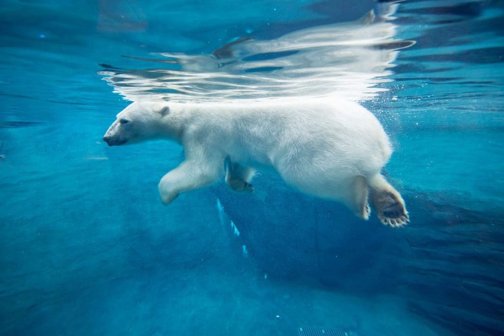 A polar bear swims through the water at the Oregon Zoo, one of the best things to do in Portland with kids.