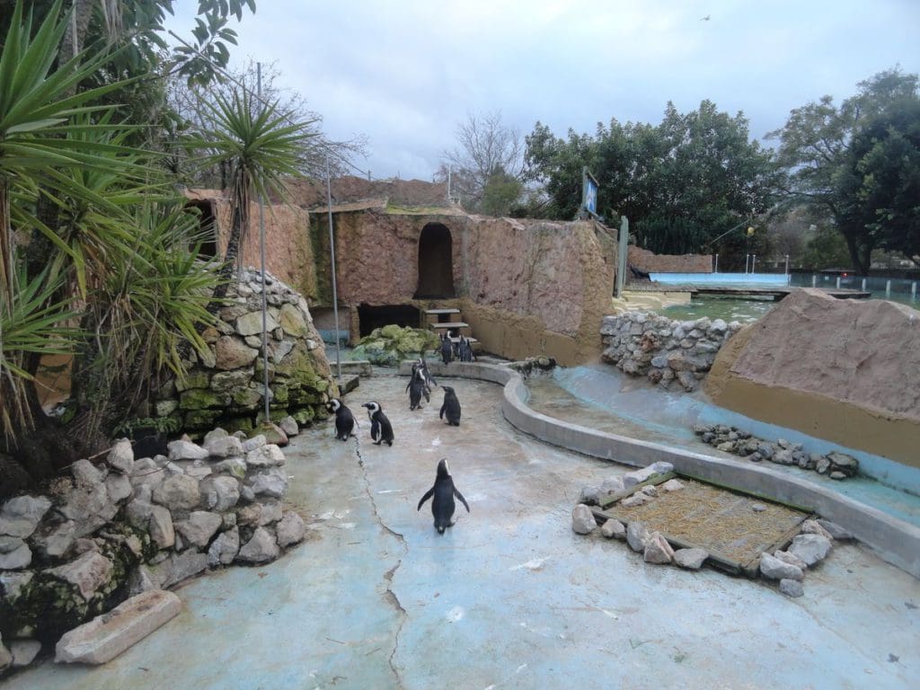 Penguins wander around their exhibit at the Lisbon Zoo.