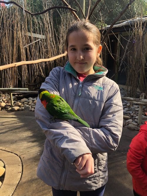A young girl holds a parrot on her arm at the Nashville Zoo.