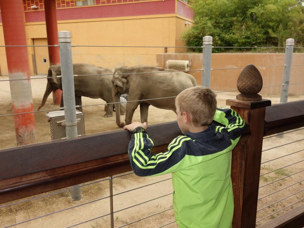 A young boy looks over a fence at two elephants in the LA Zoo.