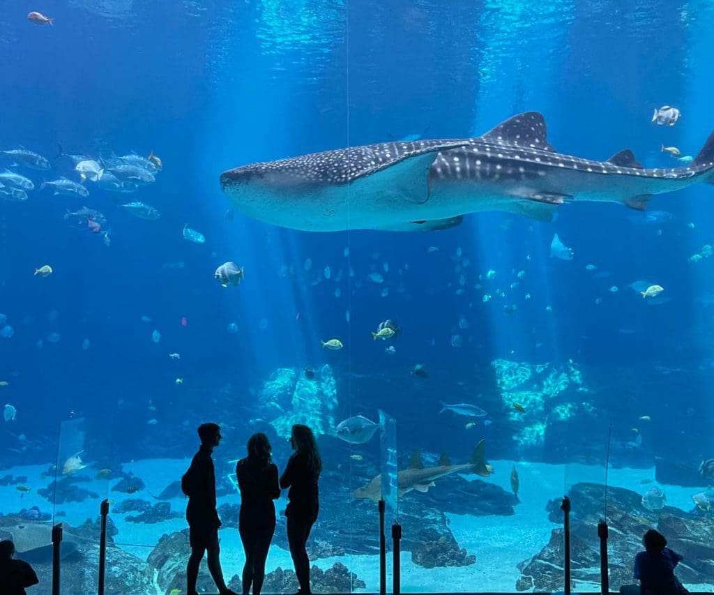 Three kids stand at the base of a large aquarium tank look at a shark and several fish at the Georgia Aquarium.