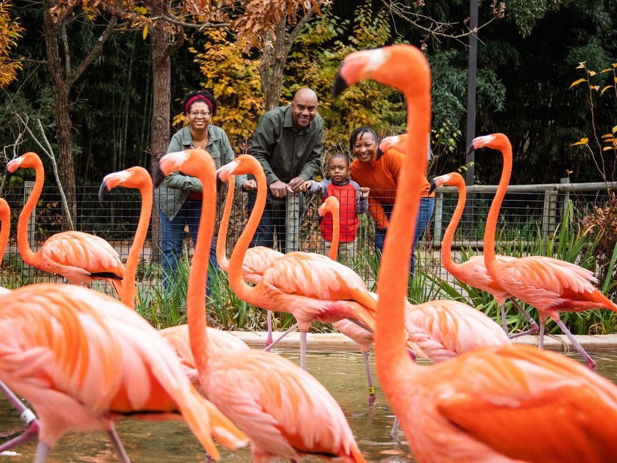 Behind a flock of flamingos, a family of color leans over a zoo fence looking at the birds.