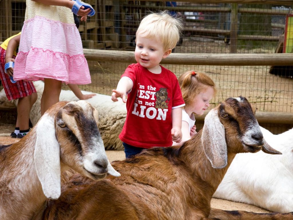 Kids pet and play with goats inside a pen at Zoo Atlanta.