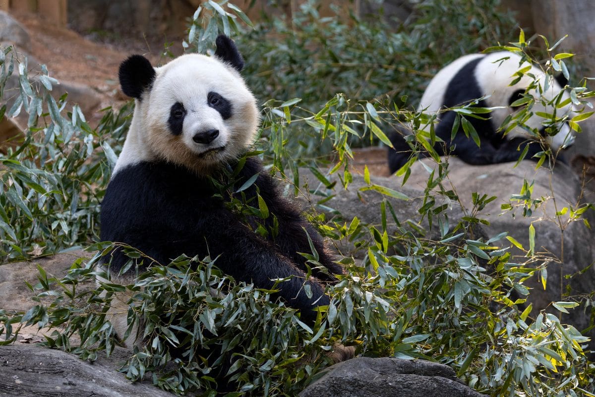 Two pandas eat bamboo at Zoo Atlanta.