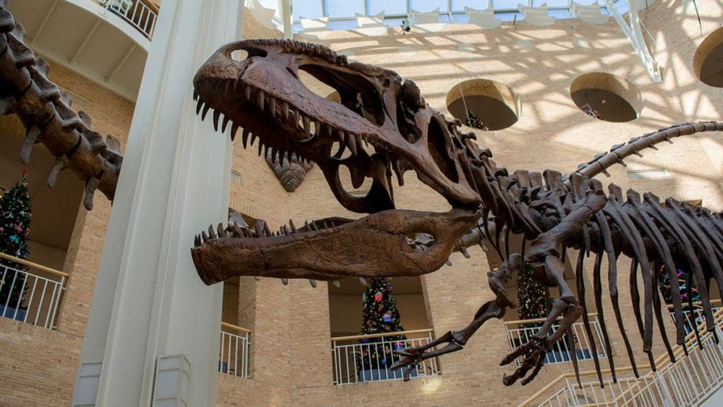 A close up of the T-Rex skull, as part of the full skeleton at Fernbank Museum of Natural History.