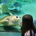 A young girl points through the aquarium glass at a turtle.