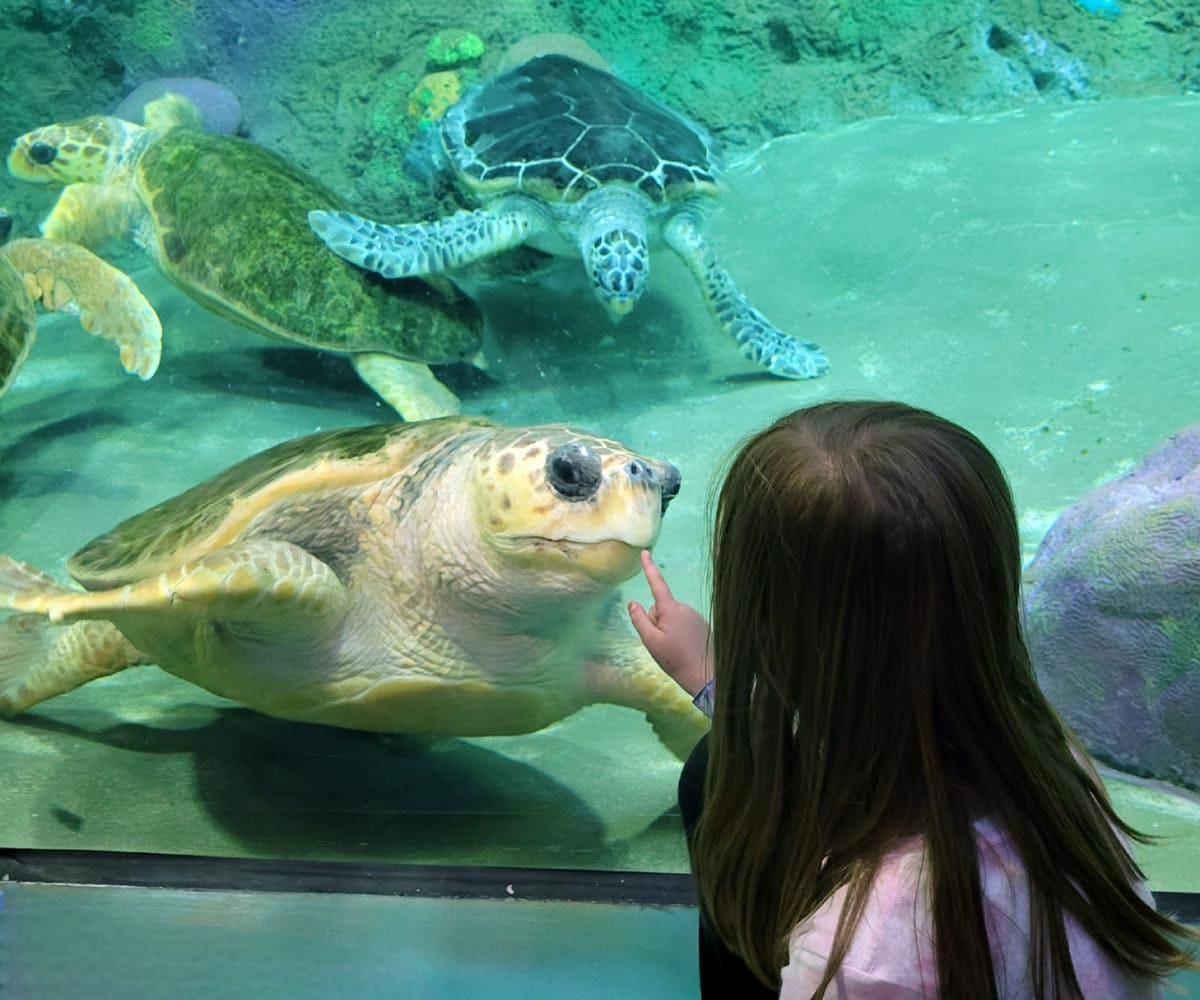 A young girl points through the aquarium glass at a turtle.