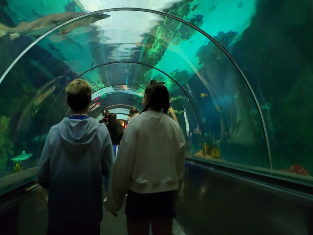 Two teens walk through a tunnel aquarium with a shark overhead.