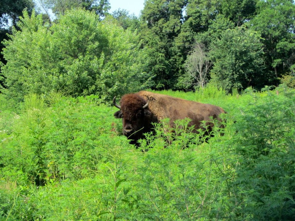 One of the American Bison who call Buffalo Rock State Park home.