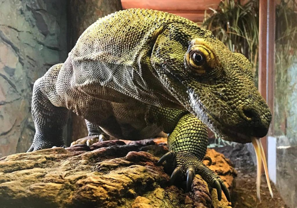 A large lizard peeks through the zoo exhibit glass at Wildlife Discovery Center.