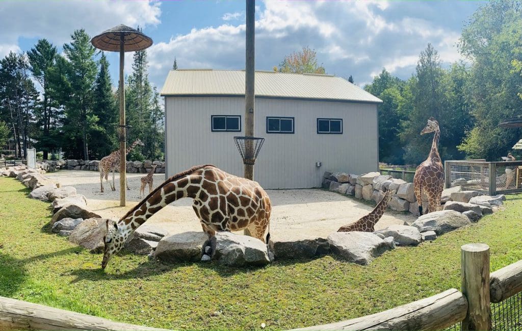 Several giraffes wander around a zoo enclosure at Wildwood Wildlife Park and Safari.