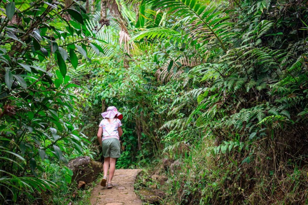A young girl hikes along a path in El Yunque National Forest.