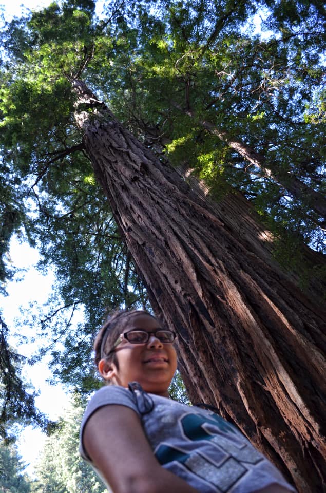 A young girl stands below a huge tree at Muir Woods.