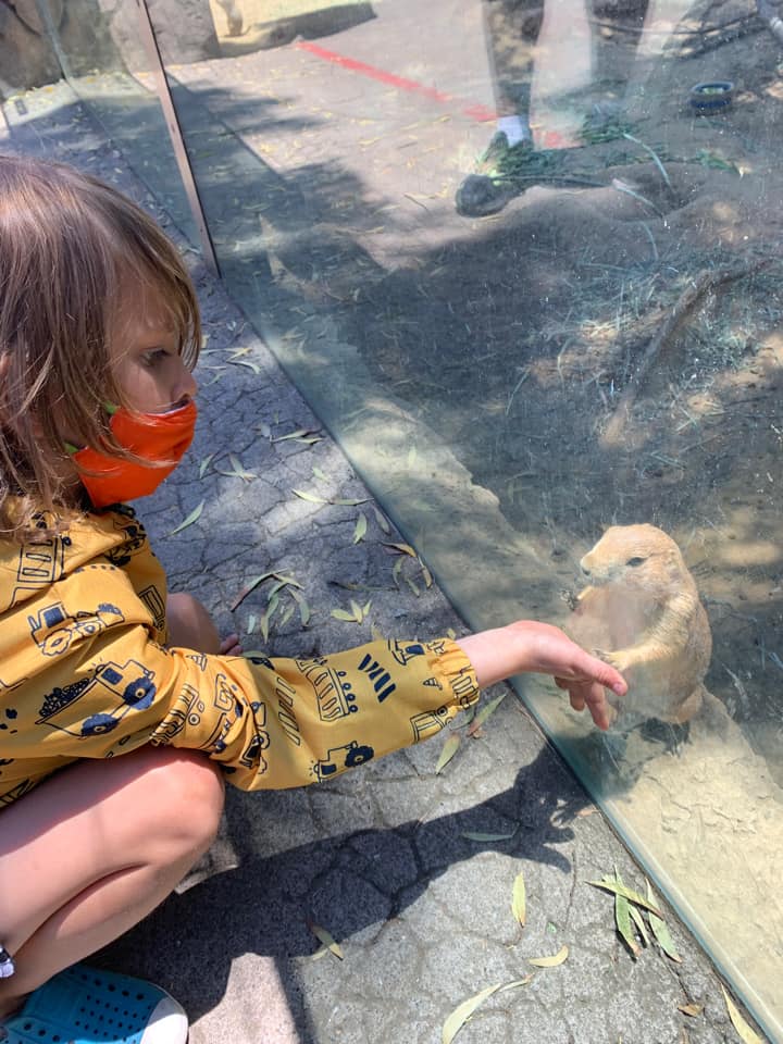 A young child puts their hand up to the glass at a prairie dog exhibit at the San Francisco Zoo.