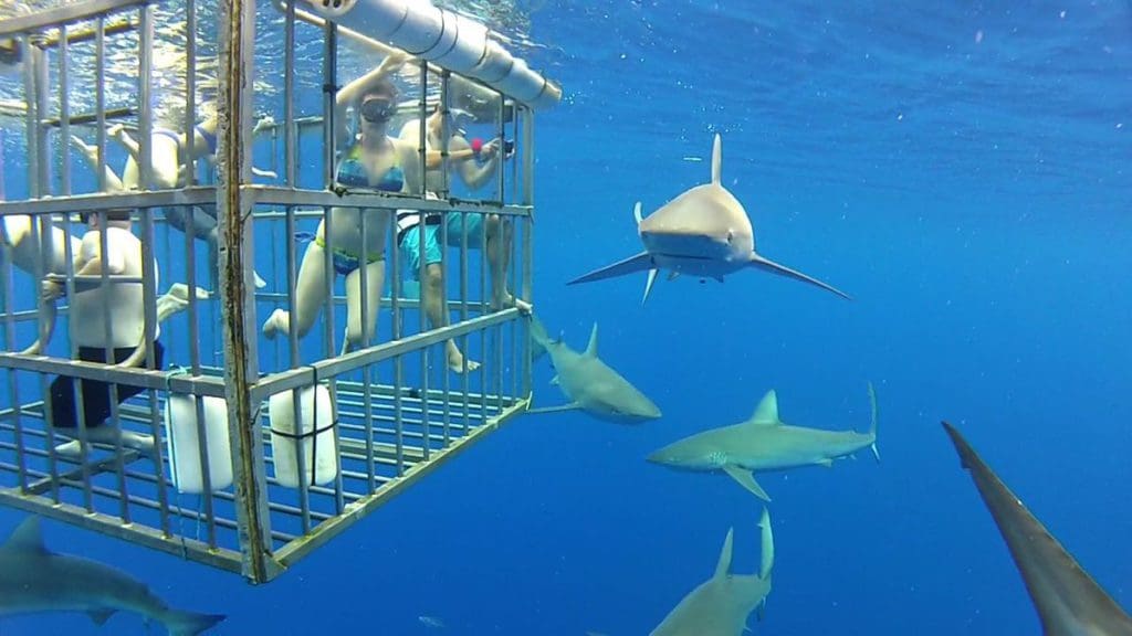 Several sharks swim around a cage, filled with people shark diving, one of the best things to do in Oahu with kids.