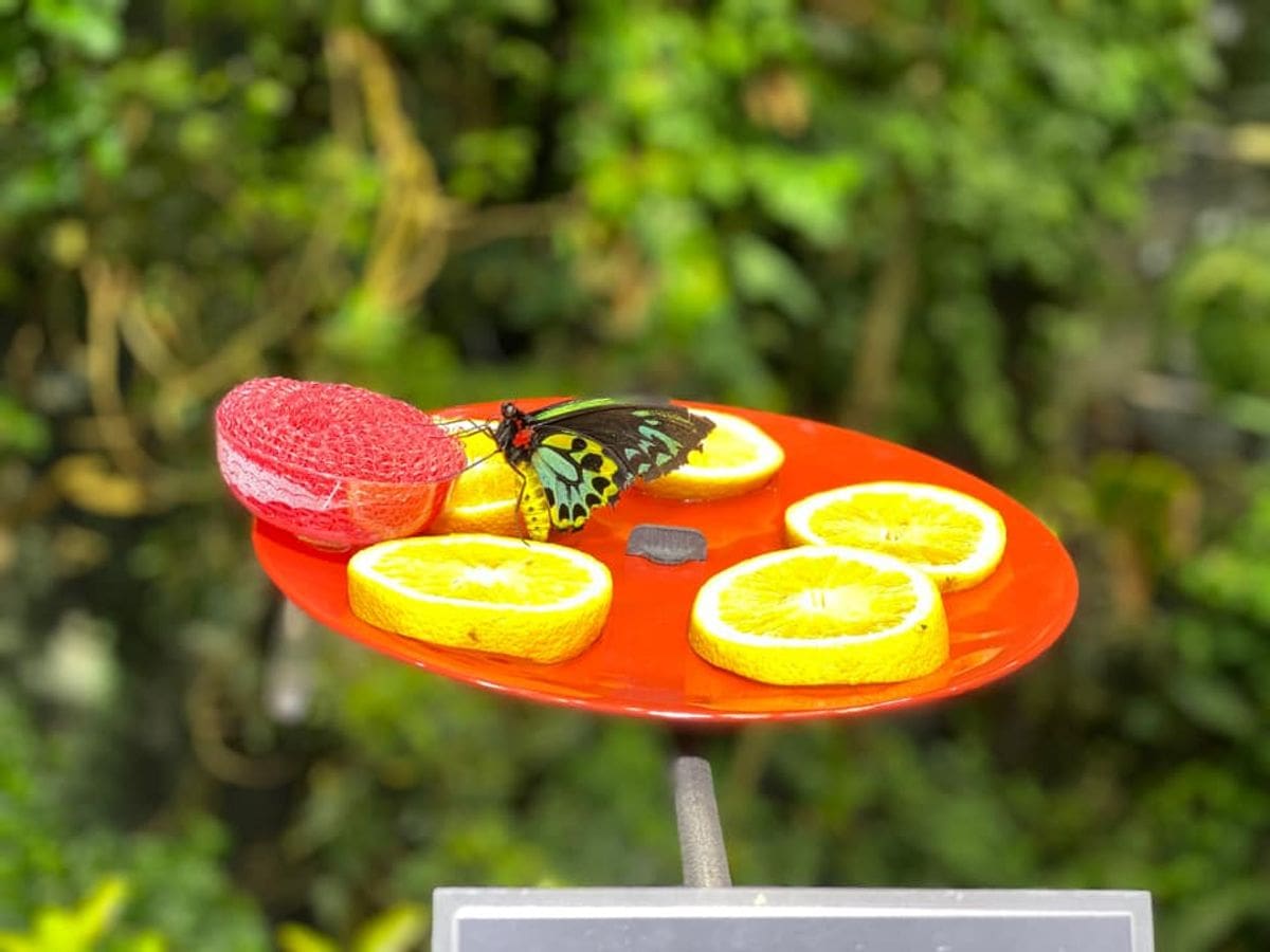 A butterfly feeding on fruit in an exhibit at the California Academy of the Sciences, one of the best things to do in San Francisco with kids.