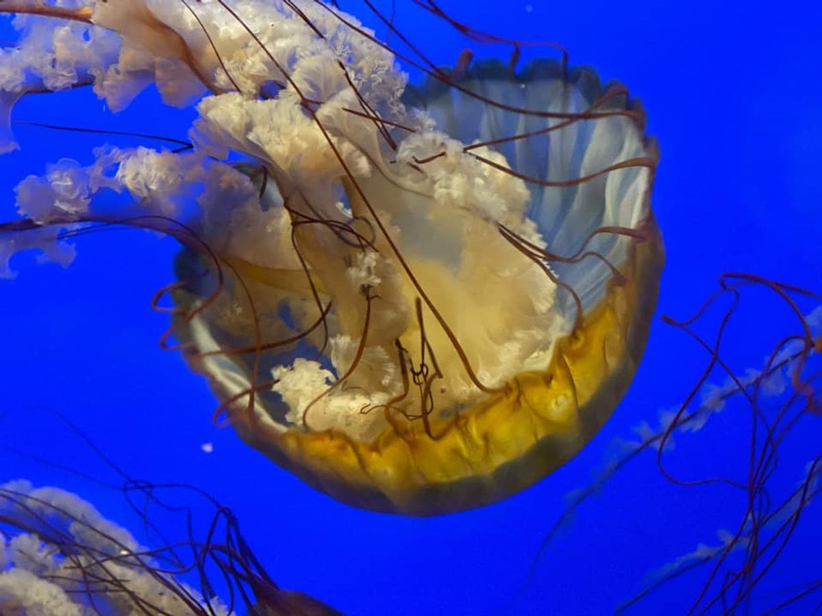 A close up of a large jelly fish in a tank at the California Academy of the Sciences.