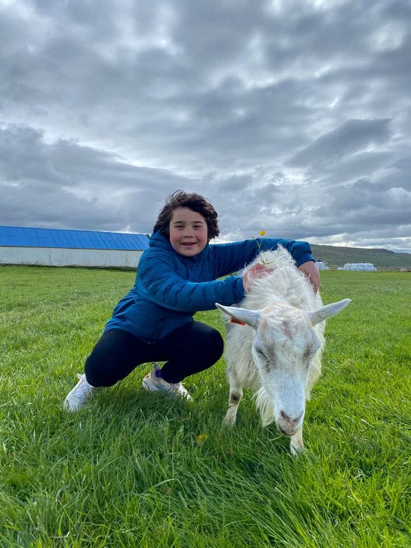 A boy standing next to a large goat on a farm in Iceland.
