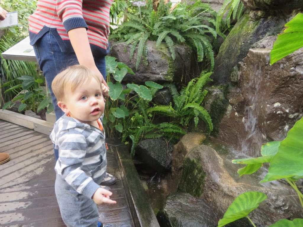 A baby toddles around the US Botanic Garden in Washington DC, while on a family trip.