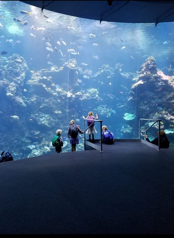 Several kids look into a jelly fish tank at the California Academy of the Sciences.