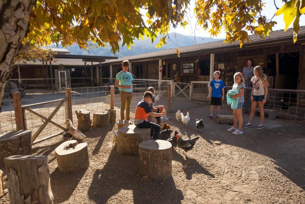 Several kids play with chickens in a pen, while staying at Alisal Guest Ranch and Resort.