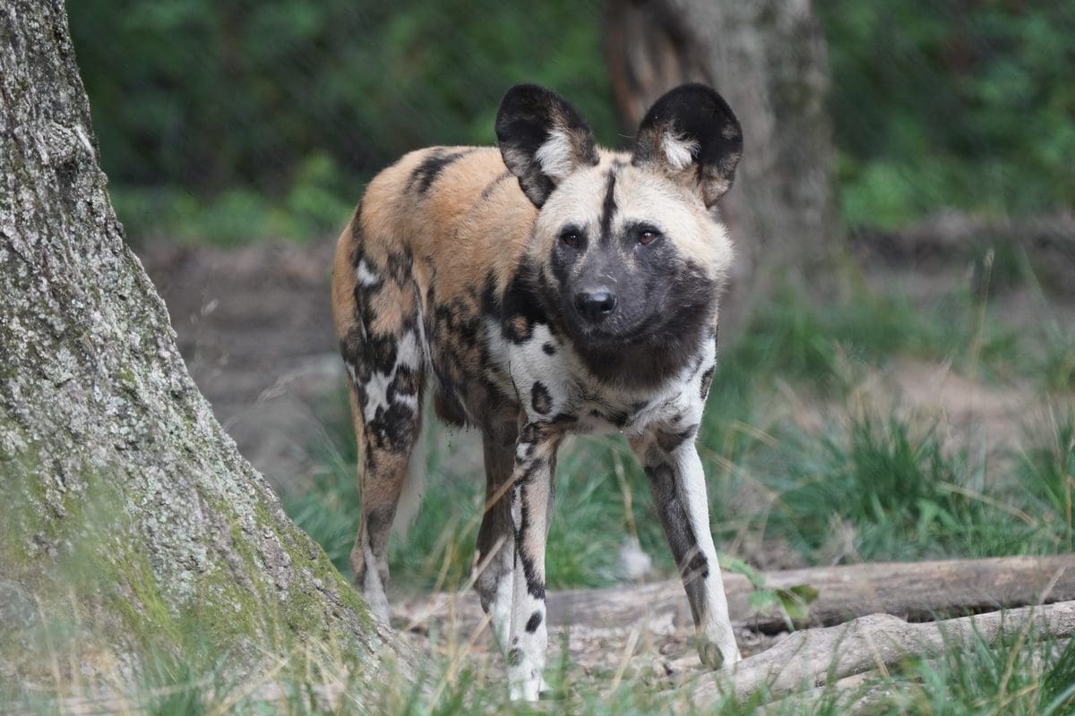 A hyena stands in an exhibit at Binder Park Zoo.
