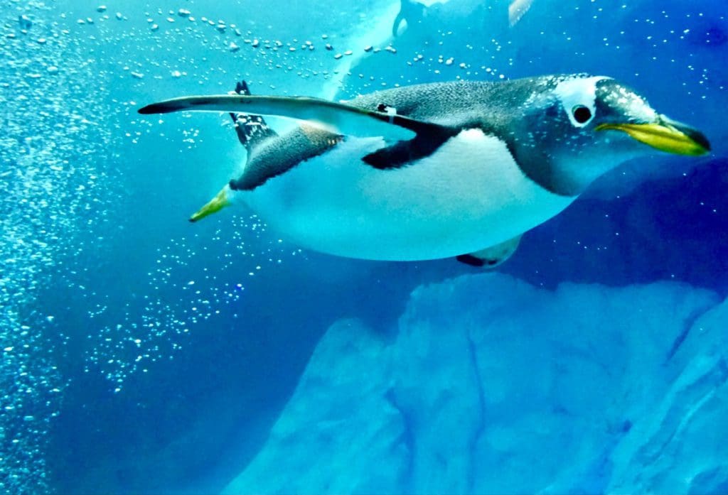 A penguin swims through the water in an aquarium at Detroit Zoo.