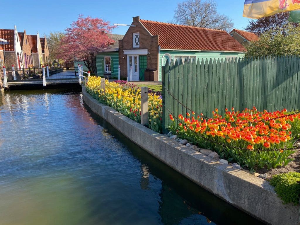 Tulips flanks a small republic canal at Nelis’ Dutch Village in Michigan, with historic buildings in the distance.