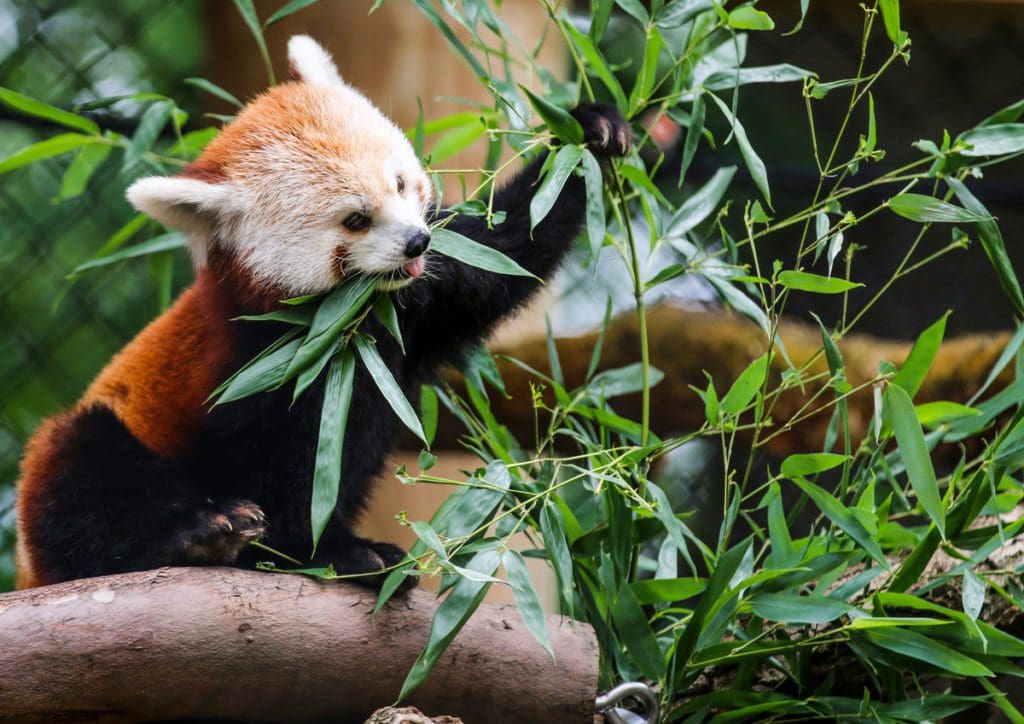 A red panda plays with foliage, in an exhibit at Potter Park Zoo.
