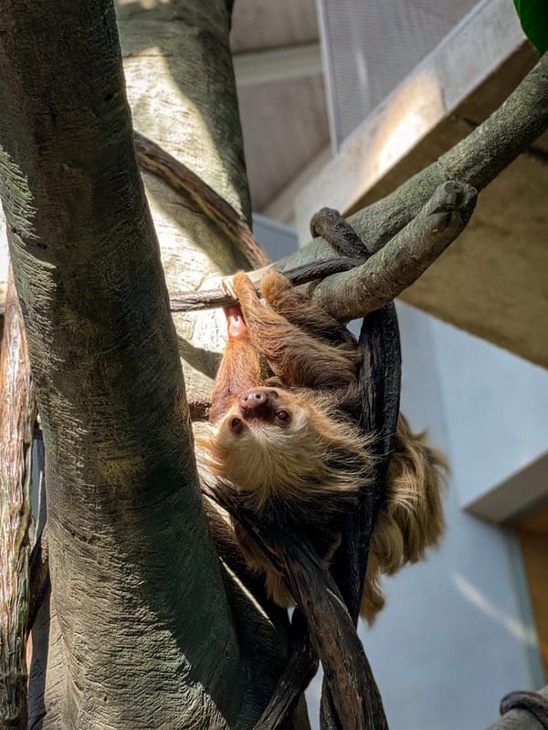 A sloth hangs from a tree at an indoor animal exhibit at the Como Park Zoo & Conservatory.