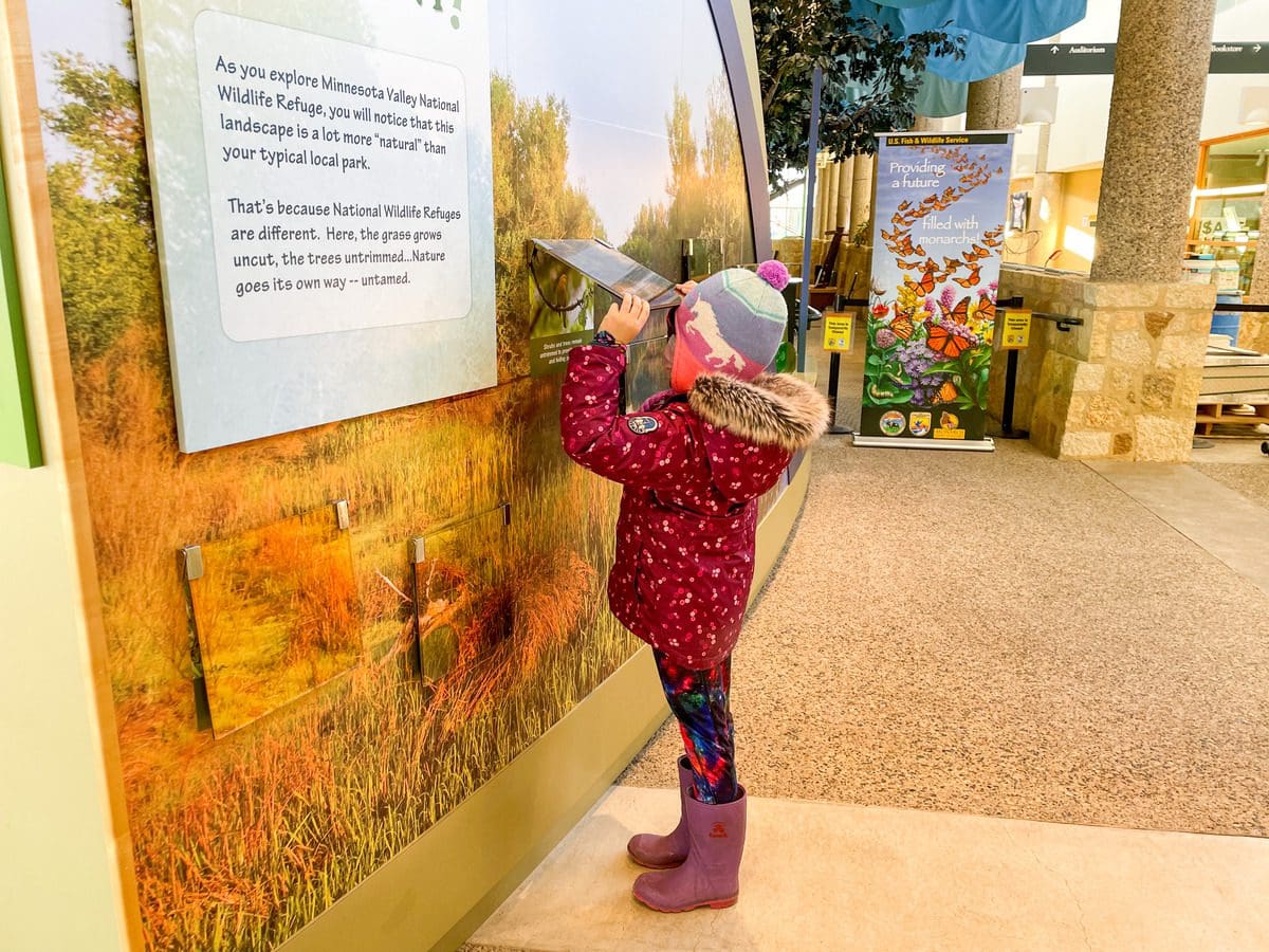 A young girl lifts an exhibit informational card in the Nature Center at Minnesota Valley National Wildlife Refuge, one of the best places to explore in the Twin Cities with kids.