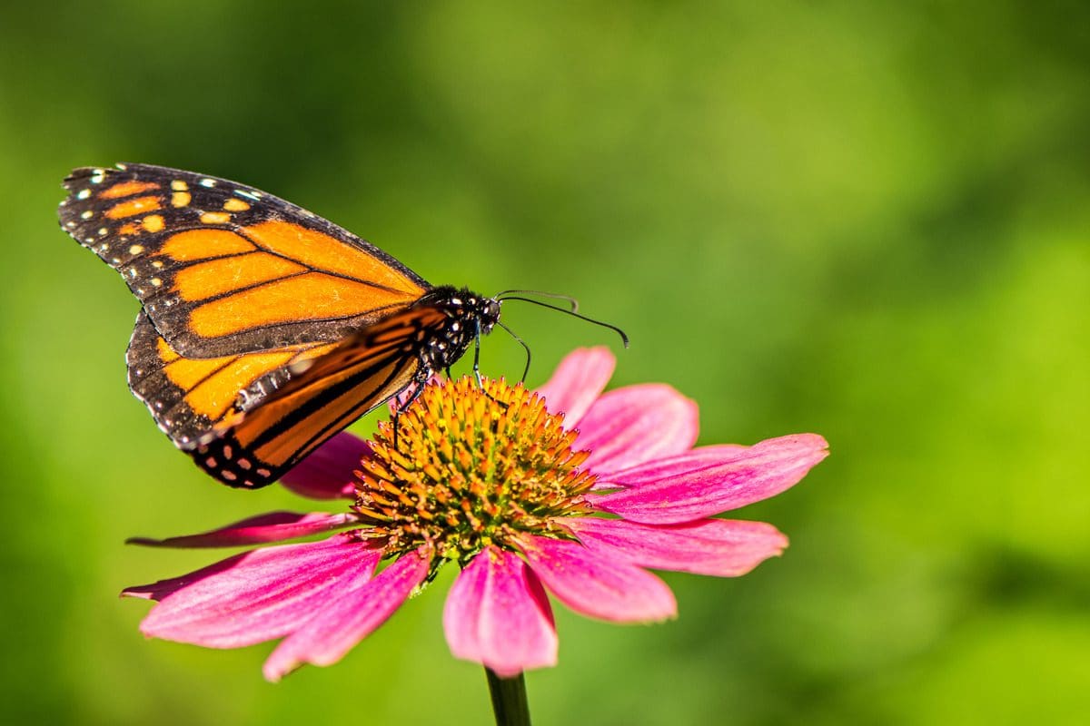 A monarch butter lands on a pink flower in a field at Beaver Creek Reserve.