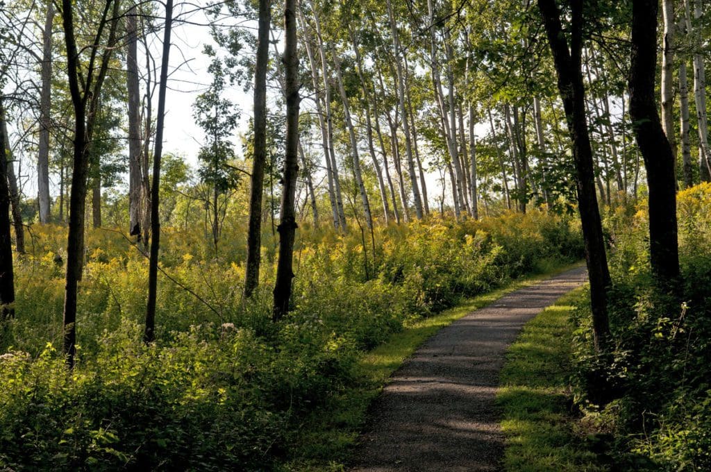 A path extends into a heavily wooded area during the summer at Frontenac State Park.