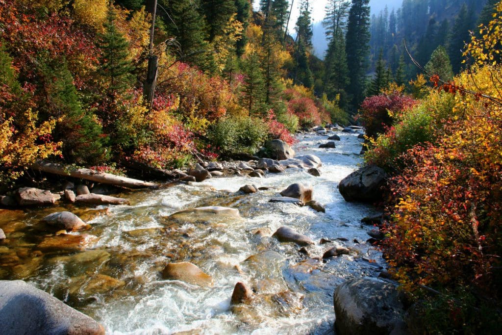A river rushes over boulders, flanked by fall foliage on either side in Idaho.